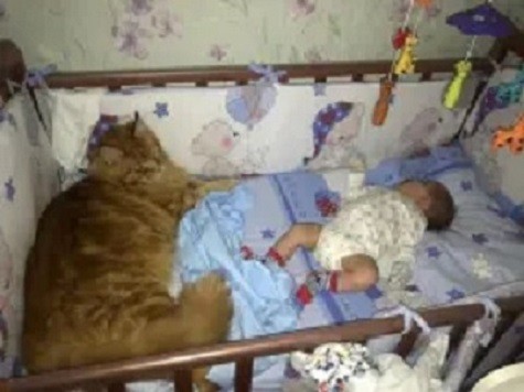 кот мейн кун питомника Svargas и новорожденный малыш