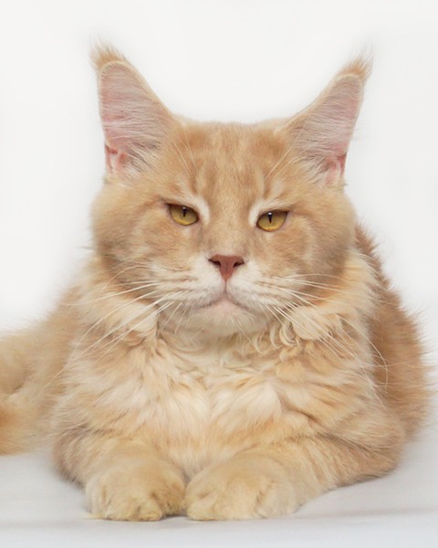 кот мейн кун окрас кремовый мраморный питомника Svargas