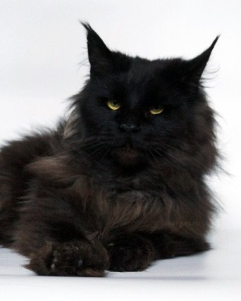 кот мейн кун окрас черный питомника Svargas
