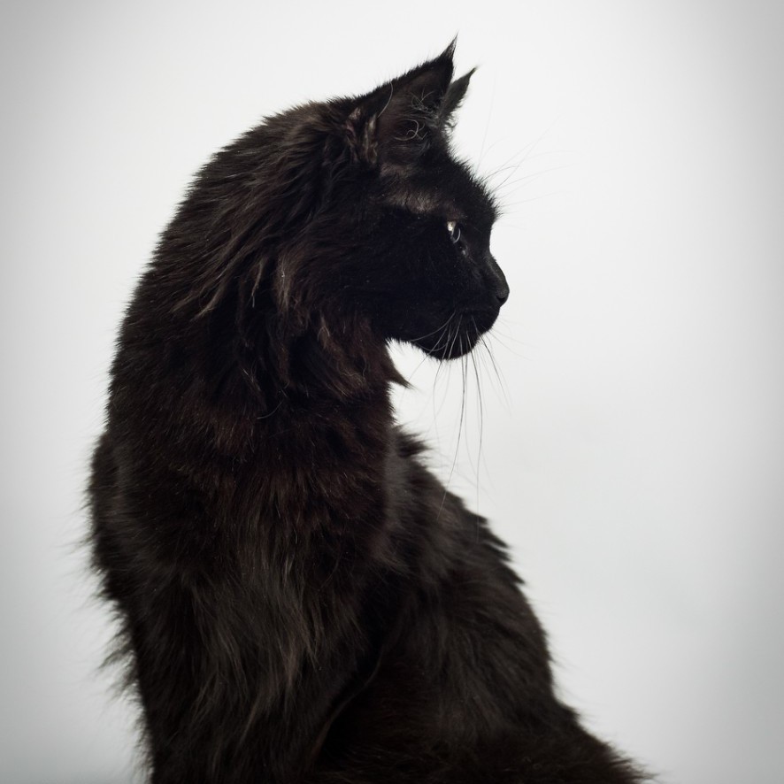 эмблема питомника