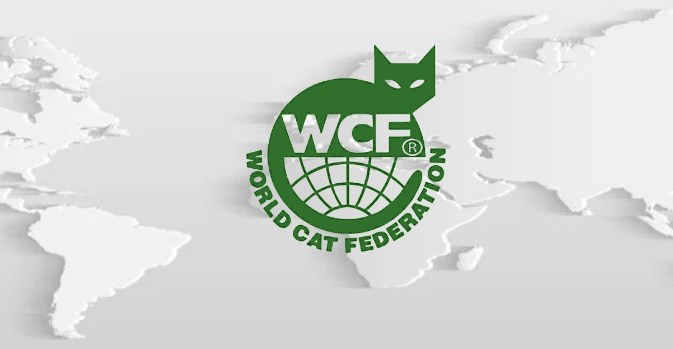 стандарт породы мейн кун системы WCF