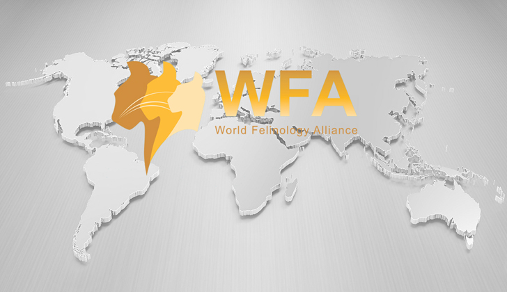 стандарт породы мейн кун по системе WFA
