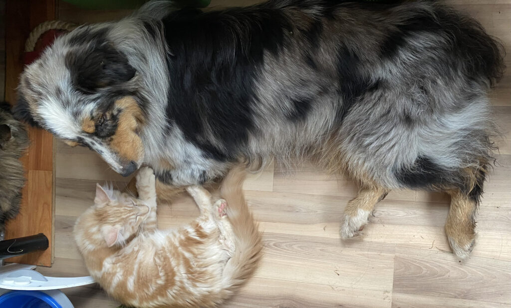дружба кота мейн-куна и собаки в питомнике Сваргас